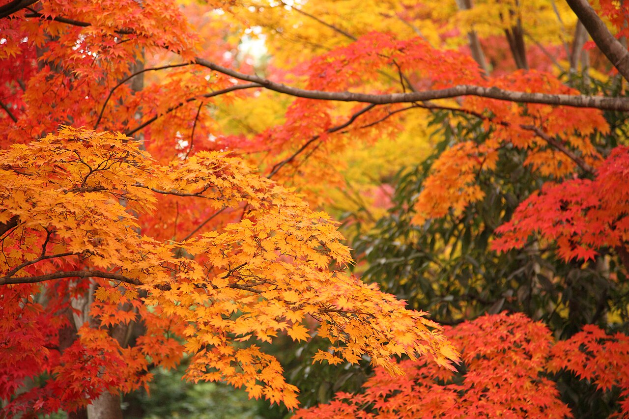 国営昭和記念公園の紅葉