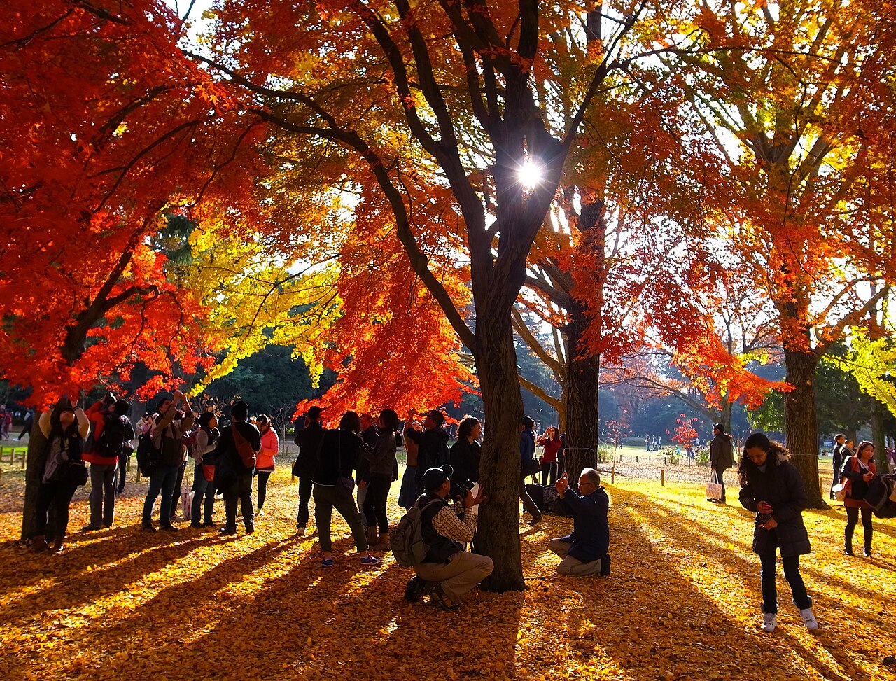 代々木公園の紅葉並木
