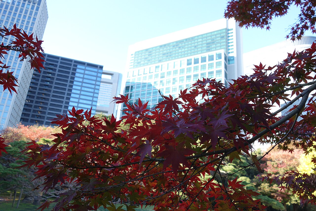浜離宮恩賜庭園の紅葉と汐留のビル群