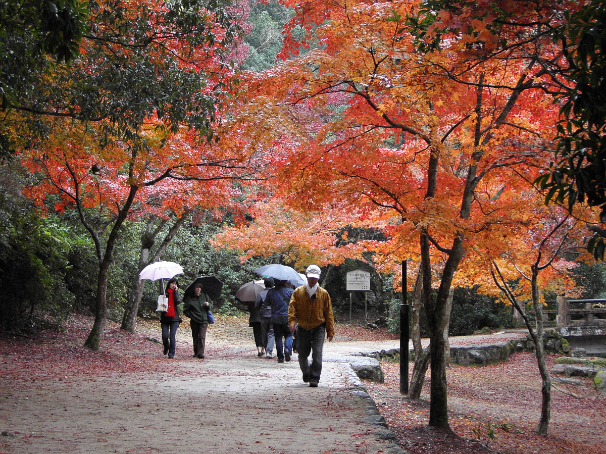 宮島の紅葉